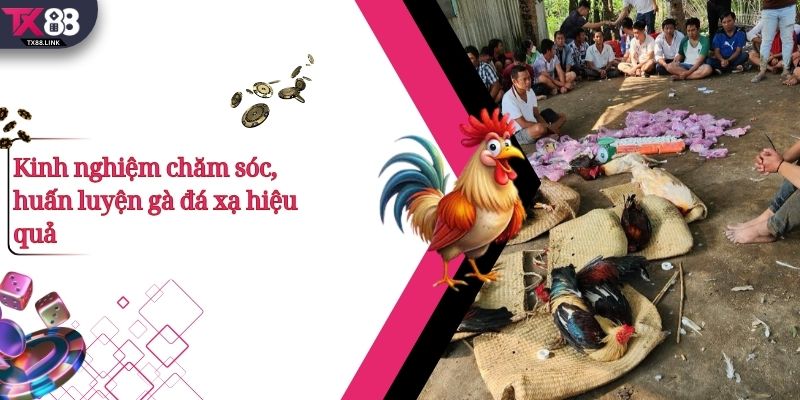 Kinh nghiệm chăm sóc, huấn luyện gà đá xạ hiệu quả